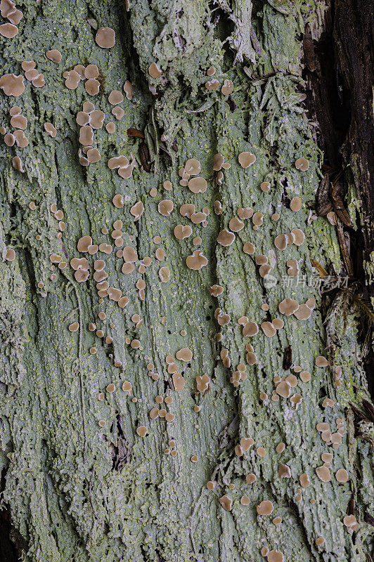 Icmadophila ericetorum，有一个薄荷绿色的外壳菌体，点缀着明亮的粉红色药膜盘。科尔多瓦,阿拉斯加。中心国家森林